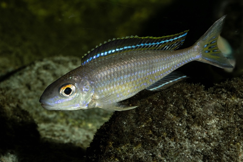 Lestradea perspicax 'Kigoma'